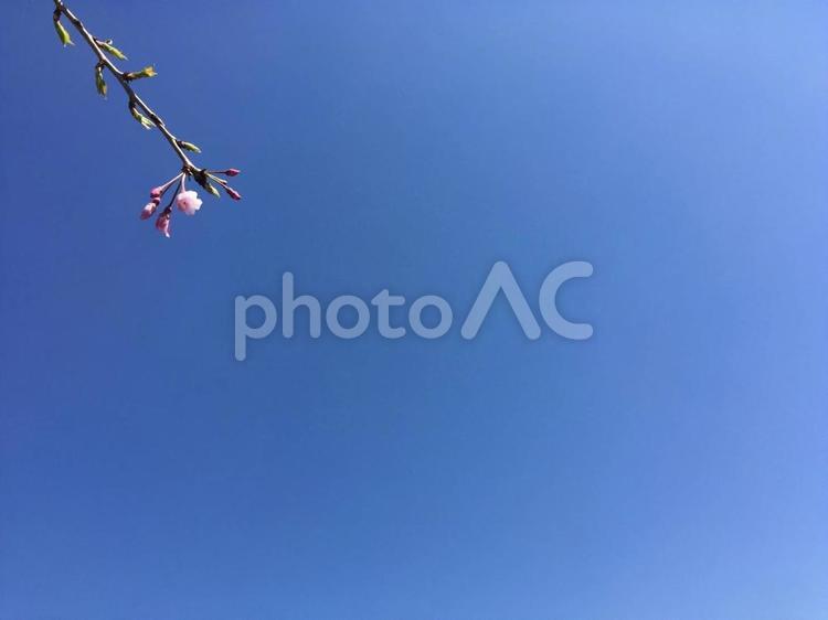桜の蕾と青空 桜,サクラ,春の写真素材
