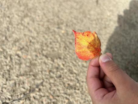 子供の手と落ち葉　地面 手,落ち葉,秋の写真素材