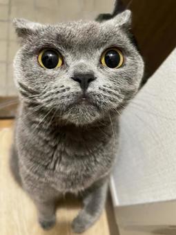 猫 猫,ブリティッシュショートヘア,可愛いの写真素材