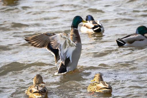 マガモ(34)の写真