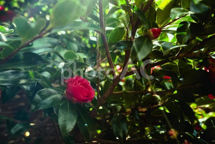 ＜五島市鬼岳椿園＞寒椿の花 風景,花,植物の写真素材