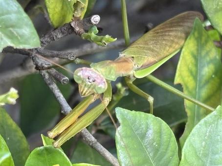オオカマキリ。 オオカマキリ。の写真