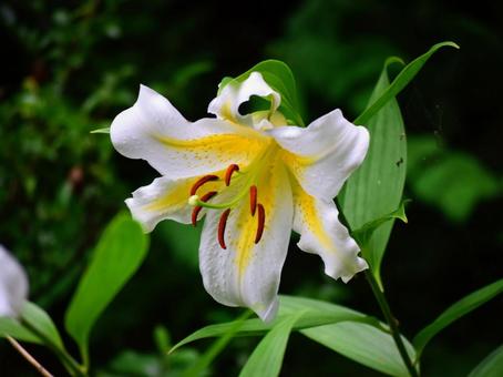 Photo, day lily (hemerocallis fulva var. distiche), polygonatum falcatum, tametomoyuri, 