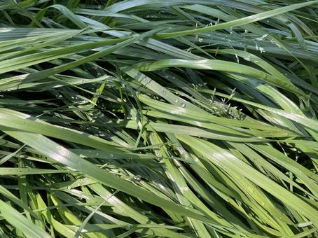 鮮やかグリーンの植物背景素材 鮮やかグリーンの植物背景素材の写真