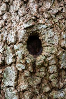 ハナミズキの樹皮⑵ ハナミズキの樹皮⑵ ハナミズキ,アメリカヤマボウシ,樹皮の写真素材