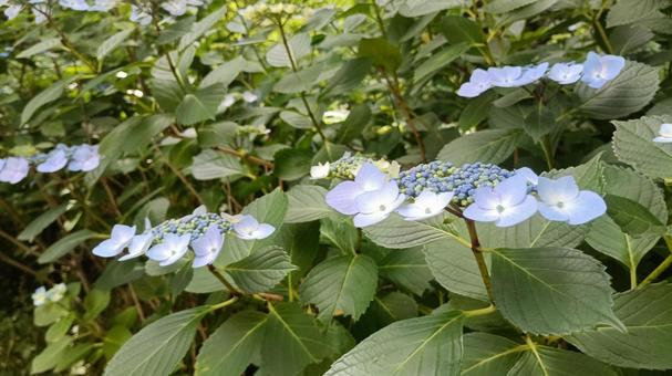 あじさい咲いたの写真