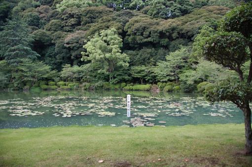 蓮の花の咲く池　別府　大分の写真