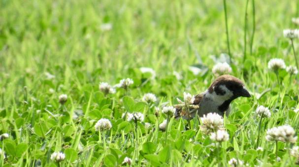 Sparrow in a flower field, sparrow, bird, white clover, JPG