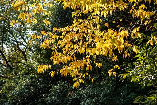 黄色に色づく、コナラの黄葉 自然,風景,木の写真素材