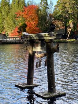水に浮かぶ鳥居 水に浮かぶ鳥居の写真