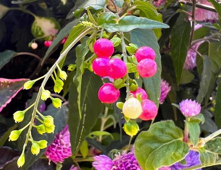 秋の植物 秋,植物,実の写真素材