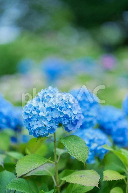青い紫陽花 青い紫陽花,縦,紫陽花の写真素材