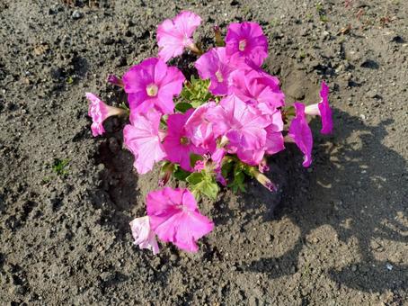 ピンクの花 ピンクの花の写真