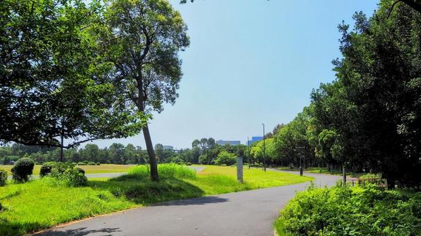 夏の夢の島公園・緑の散歩道・東京都江東区 夏の夢の島公園・緑の散歩道・東京都江東区の写真