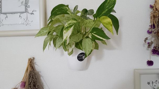 照片, 柑子, 壁挂式, 植物, 