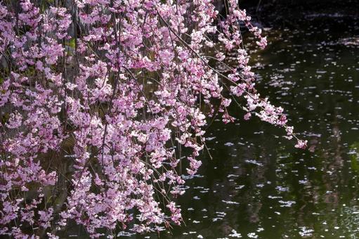 満開の枝垂れ桜 満開の枝垂れ桜の写真