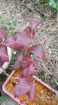 ブルーベリーの紅葉 ブルーベリー,紅葉,秋の写真素材