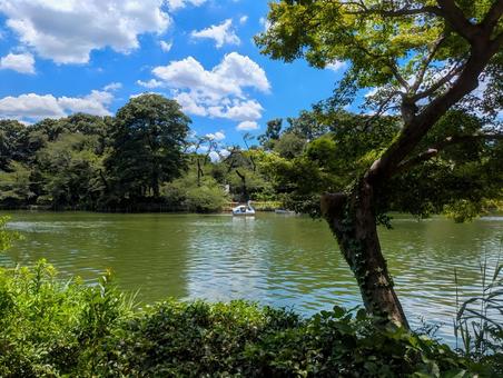 井の頭公園 井の頭公園 東京,吉祥寺,井の頭公園の写真素材