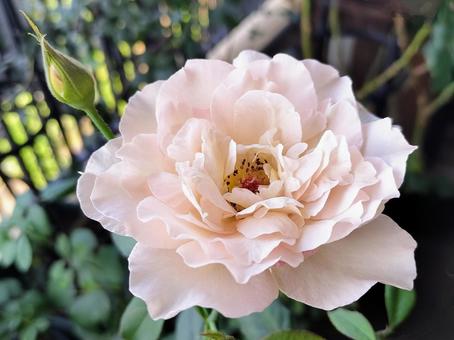 ベランダのバラ・ニューウェーブ バラ,薔薇,ニューウェーブの写真素材