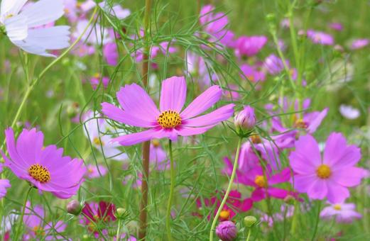 ピンクのコスモスの花 ピンクのコスモスの花 コスモス,花,ピンク色の写真素材