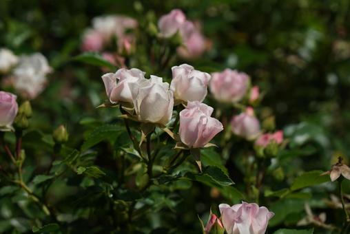 鈴のような小さなバラ 小さい,バラ,ピンクの写真素材