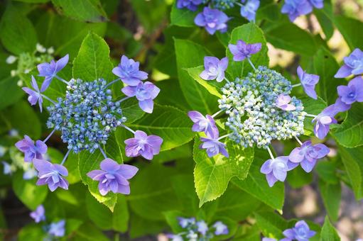 紫陽花 その4 紫陽花 その4 紫陽花,紫,アジアの写真素材