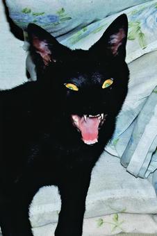 ゾンビ猫 ゾンビ,猫,ネコの写真素材