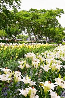 色鮮やかな満開のゆり園 色鮮やかな満開のゆり園 ゆり,ユリ,百合の写真素材