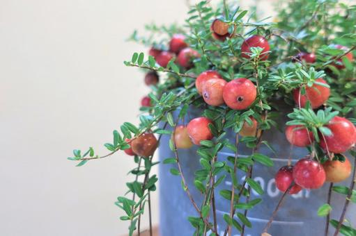 ツルコケモモ ツルコケモモの写真