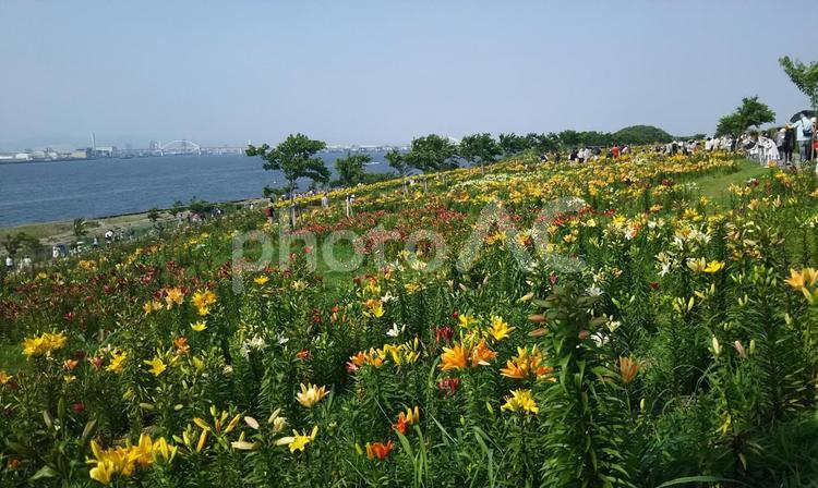 ユリの花 ユリ,百合,ユリ園の写真素材