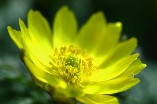 Flowers that bring happiness Flowers that bring happiness