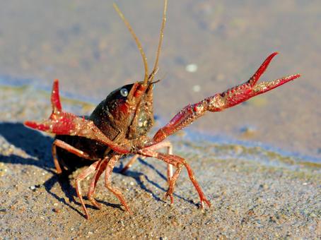 威嚇のポーズをとるザリガニ 威嚇のポーズをとるザリガニ ザリガニ,アメリカザリガニ,ざりがにの写真素材