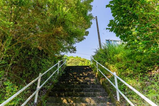 新緑に包まれた階段 新緑に包まれた階段 階段,石段,木の写真素材