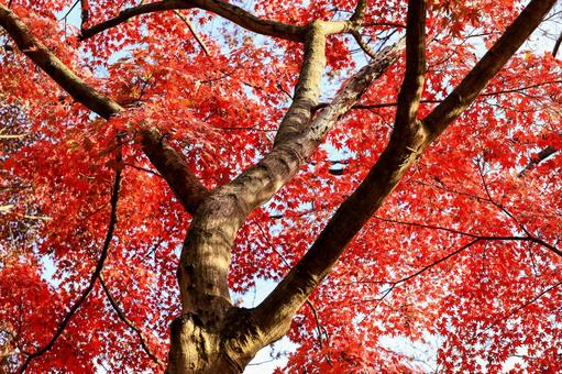 公園の紅葉 公園の紅葉 紅葉,もみじ,満開の写真素材