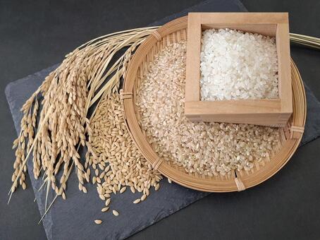 稲穂と籾と玄米と白米_黒バック_1 秋,秋の味覚,米の写真素材