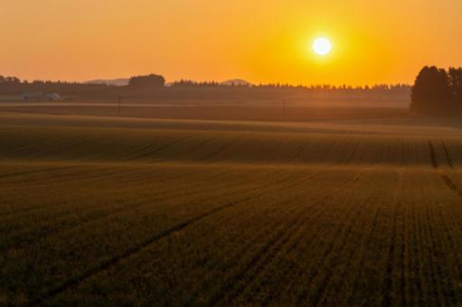 朝日に照らされる畑のうねと防風林 日の出,朝焼け,農地の写真素材