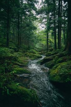 緑深い森の川 緑深い森の川の写真