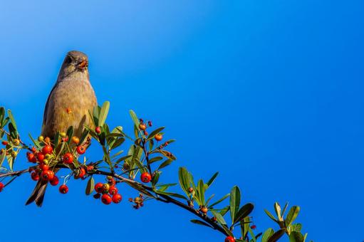 ピラカンサとカワラヒワ・コピースペース カワラヒワ,野鳥,鳥の写真素材