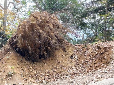 木の根っこ 倒木,木の根,根の写真素材