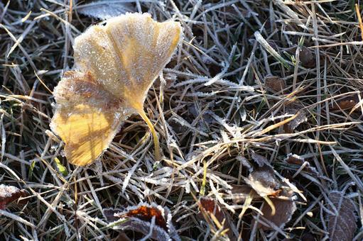 霜化粧した葉っぱ03 霜,初冬のイメージ,葉の写真素材