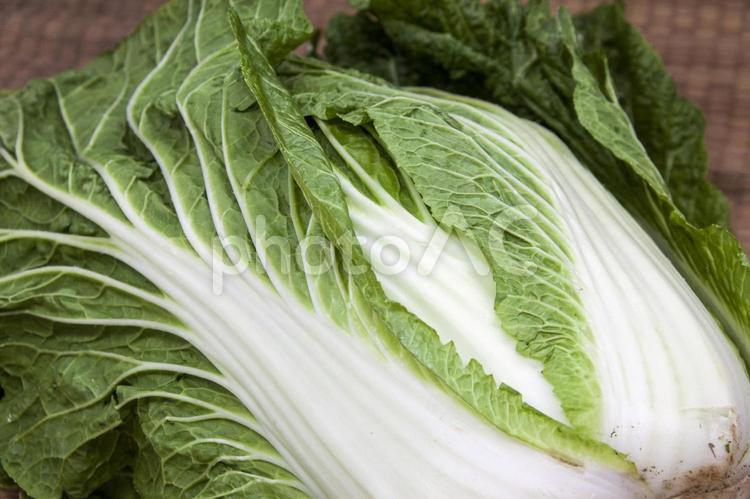 収穫した白菜7（田原市） 白菜,野菜,ハクサイの写真素材