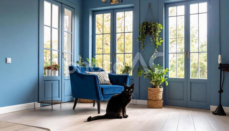 部屋にいる猫 猫,ネコ,ねこの写真素材