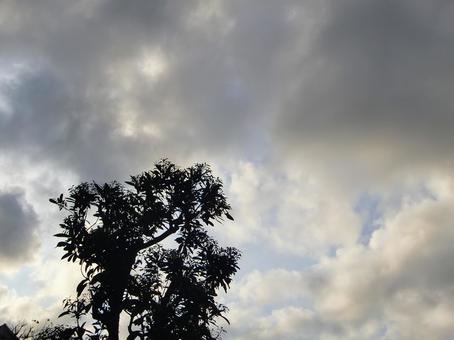 夕暮れの木立シルエット-2 夕暮れ,木立,幹の写真素材
