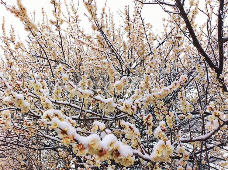雪が積もった梅のつぼみ 梅,つぼみ,木の写真素材