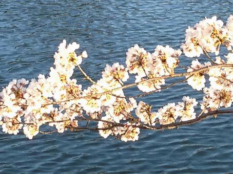      Cherry Blossoms, it's beautiful, flowering, cherry blossoms, JPG