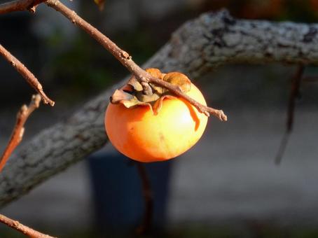 【風景写真】柿の実 柿,カキ,葉の写真素材