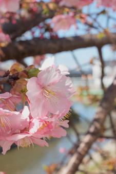 河津桜NO.5 河津桜NO.5の写真
