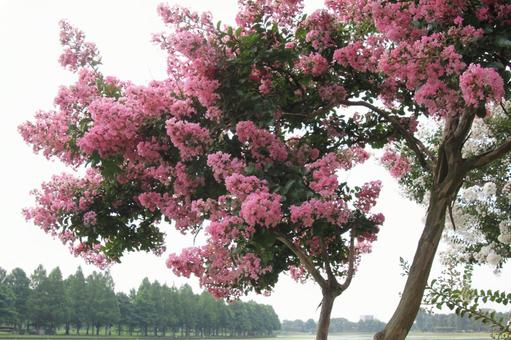 Scenery of Crape Myrtle Blooming, JPG Scenery of Crape Myrtle Blooming, JPG