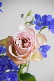 薔薇とデルフィニウムの写真