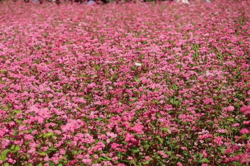 満開のピンクの赤そばの花の咲く花畑の風景 満開のピンクの赤そばの花の咲く花畑の風景の写真